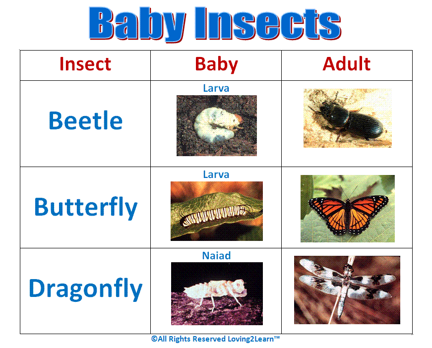Challenges Charts Science Charts Baby Insects